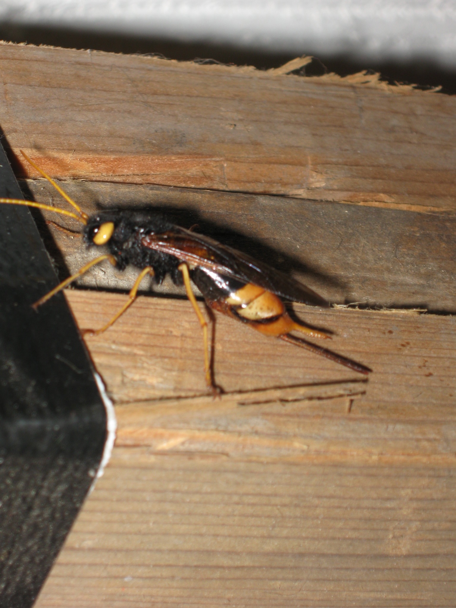 wood wasp or horntail 2013